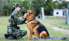 訓(xùn)犬應(yīng)遵循什么樣的基本原則，聽(tīng)從什么忠告