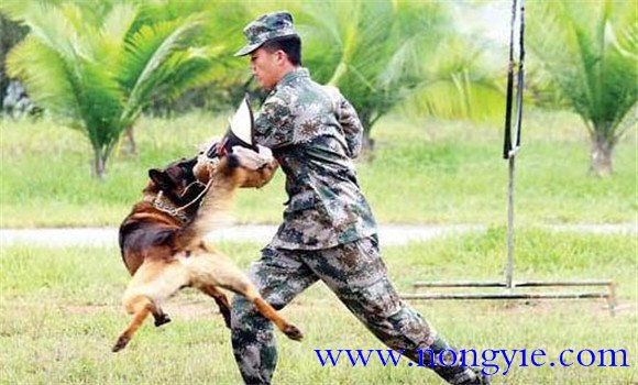 因犬制宜，區(qū)別對待的原則