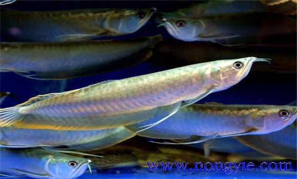 銀龍魚(yú)能長(zhǎng)多大？