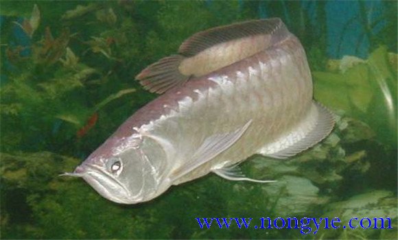 銀龍魚(yú)多少錢一條