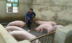 豬偽狂犬病的癥狀、危害及診斷要點,怎么治療