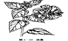 扶桑花怎么養(yǎng)，盆栽扶?；ㄔ趺答B(yǎng)才能開好花