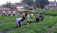 茉莉花的養(yǎng)殖方法簡(jiǎn)介，怎樣培育茉莉花