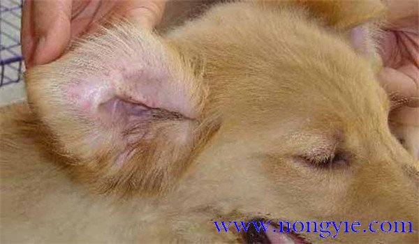 犬瘟熱傳染人嗎？