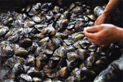 怎樣養(yǎng)珍珠，怎樣進行河蚌育珠