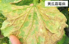 黃瓜病蟲害防治：黃瓜霜霉病、白粉病、紅蜘蛛