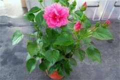 扶桑盆栽關(guān)鍵技術(shù) 重點解析盆栽扶?；ㄈ绾涡藜? /></a>
            <a href=