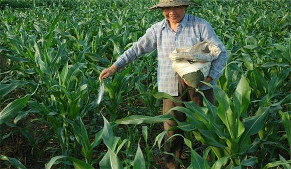 重施磷肥、巧施穗肥