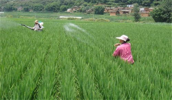 水稻病蟲(chóng)害防治