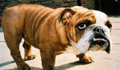 斗牛犬怎么訓練定點大小便，如何正確飼養(yǎng)？