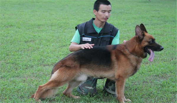 因犬制宜，區(qū)別對(duì)待