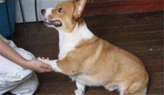 怎么訓練狗狗臥下？犬“臥下”動作的調教方法