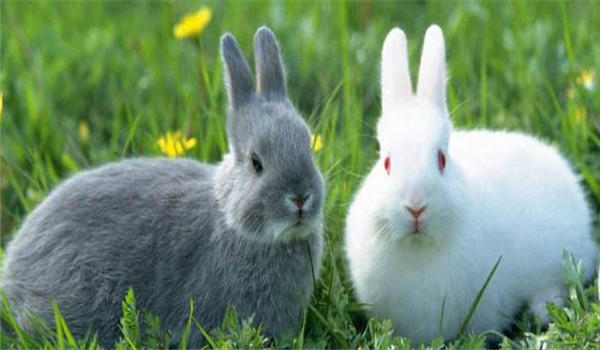 更換飼料、逐漸遞減