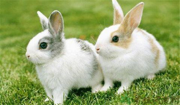 青料為主、精飼為輔