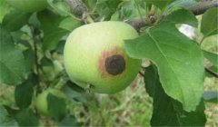 蘋果腐爛病用什么藥最有效，如何預(yù)防？