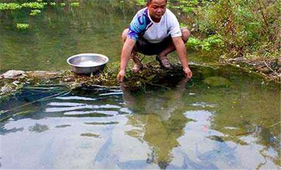 魚(yú)水霉病防治要點(diǎn)