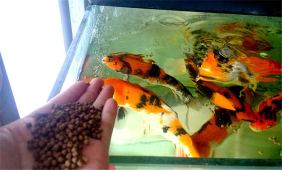 甲魚的攝食、生長與溫度之間的關(guān)系