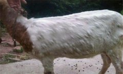 羊痘病的癥狀與治療方法、流行特點(diǎn)