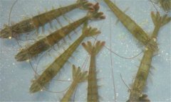 南美白對(duì)蝦病毒有哪些、怎樣防治？