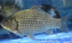 鯽魚有幾種，鯽魚種類知多少？