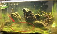 水族箱水渾濁怎么辦、用什么藥 如何布置水草