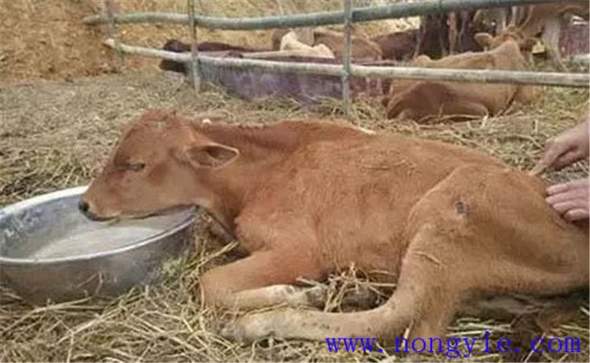 牛水瀉的病因和預(yù)防、防治方法