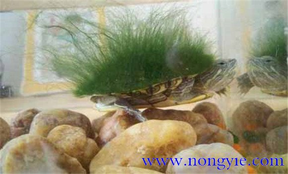 綠毛龜是保護動物嗎、綠毛龜怎么養(yǎng)