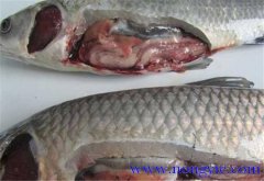 草魚(yú)出血病發(fā)病原因、癥狀、治療方法