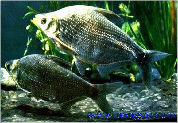 羅非魚(yú)的原產(chǎn)地是哪里，其生活習(xí)性如何