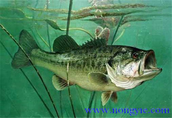 大口黑鱸養(yǎng)殖，飼養(yǎng)幼魚要注意哪些