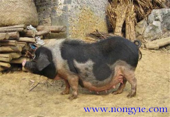 關(guān)嶺豬的產(chǎn)地、品種