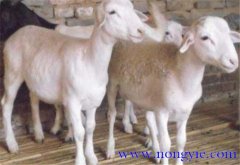 羊胃腸炎癥狀和治療的方法、病因是什么？