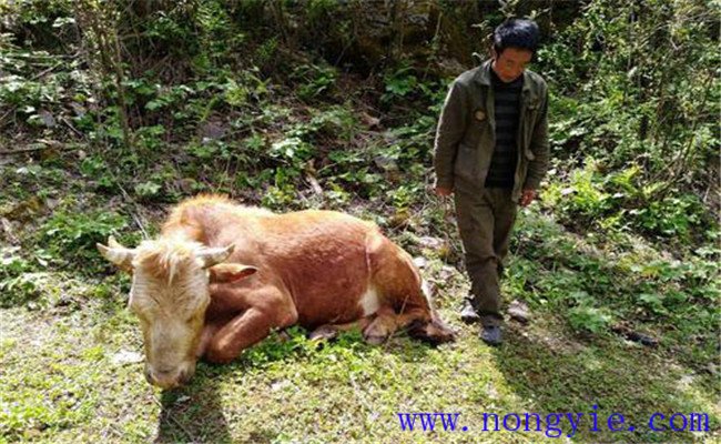 牛食用爛紅薯中毒的癥狀表現(xiàn)、診治與治療方法