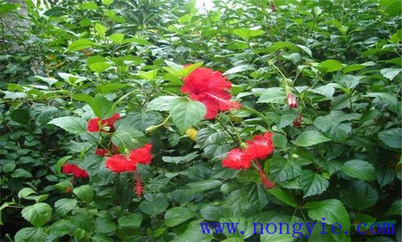盆栽扶?；ㄔ趺答B(yǎng)才能開好花
