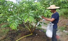 番石榴修剪方法與疏花疏果、果實套袋技術(shù)要點