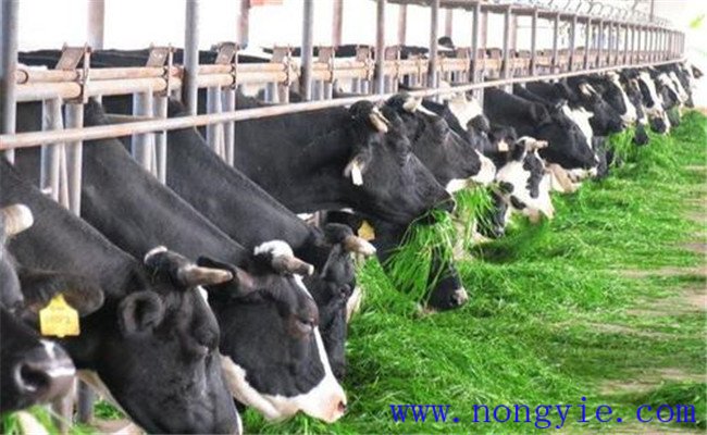 奶牛飼喂青飼料、多汁飼料應(yīng)注意哪些問題
