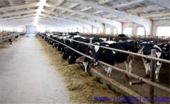 奶牛場的氣味對(duì)奶牛健康有什么影響？如何防止