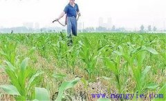 怎樣使用玉米除草劑，有哪些需注意事項？