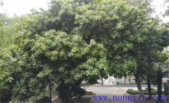 紫楠是常綠還是落葉植物，紫楠樹簡介