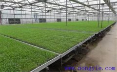 芹菜育苗方法和時間，芹菜育苗應(yīng)選擇什么品種