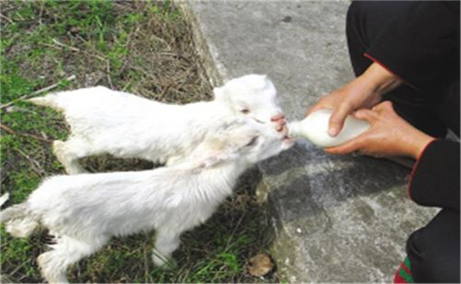 人工哺乳羔羊需要注意的五個問題