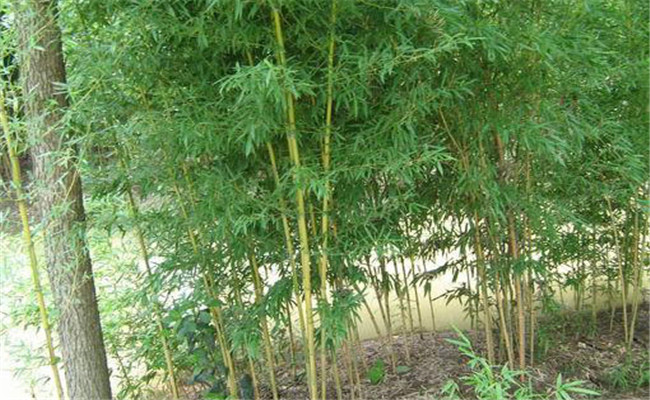 黃槽竹的變種、變型及品種有哪些