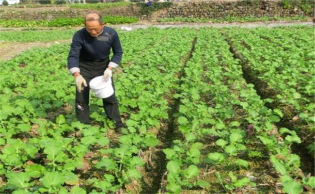 油菜施肥一般在什么時(shí)候