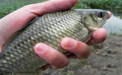 野生鯽魚一般多少錢一斤 野生鯽魚最大長多重