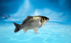 野生鯽魚吃什么？野生鯽魚和養(yǎng)殖鯽魚的區(qū)別