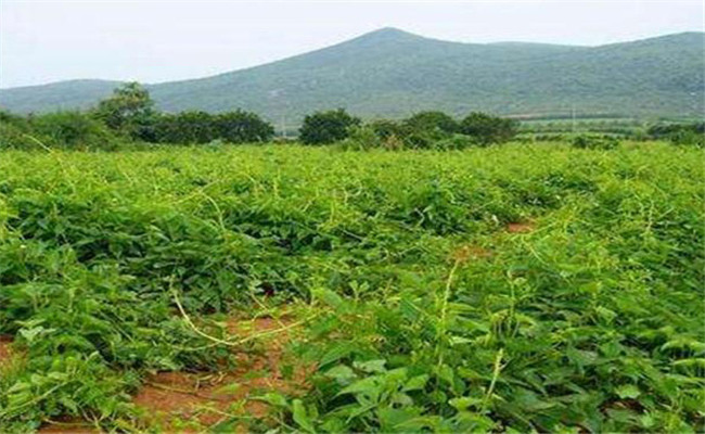 山藥的種植成本及利潤