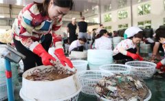 梭子蟹一般在幾月份上市，怎樣挑選肥的梭子蟹