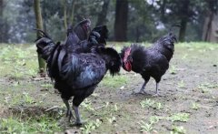 烏骨雞的常用礦物質(zhì)、維生素飼料簡介