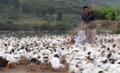 育成鴨的飼料與營養(yǎng)需求，育成鴨如何限制飼喂