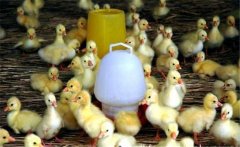 春季如何繁育雛鵝？雛鵝的飼養(yǎng)管理技術(shù)
